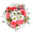 Celebrating the joyful lightness of spring in St Albans, this bouquet bursts with the fresh energy of white daisies and plush coral-pink carnations, elegantly intertwined atop a radiant white backdrop. Each daisy, with crisp petals and a zesty lime-green heart, brings a clean, invigorating spirit, while clusters of ruffled carnations create inviting pools of colour and comforting texture, much like those found in the city's hidden gardens. Wispy sprays of gypsophila lend an ethereal, floating softness, their tiny star-like blossoms diffusing brightness across the composition and echoing the optimism felt during afternoons in Verulamium Park. Subtle accents of blush alstroemeria buds peek out with a promise of growth, accompanied by the gentle fragrance and silvery touch of eucalyptus leaves framing the display. The bouquet gently radiates outwards, an open circle suggestive of togetherness and renewal-perfect for a birthday, a thank you, or brightening a loved one's week near the Alban Way. Crafted by hands familiar with the rhythm of St Albans life, each element is chosen and placed to celebrate warmth, community, and new starts, making this arrangement both an invitation and a tribute to the city's enduring charm.